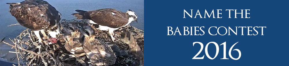 Osprey Zone - Name the Babies Contest 2016